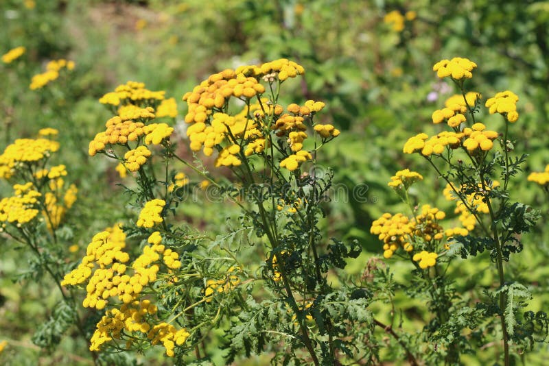 Il tanaceto giallo fiorisce il tanacetum vulgare, il tanaceto, bottone amaro, intimorisce i bottoni amari e o dorati nel prato ve immagini stock libere da diritti Il tanaceto giallo fiorisce il tanacetum vulgare, il tanaceto, bottone amaro, intimorisce i bottoni amari e o dorati nel prato ve immagini stock libere da diritti