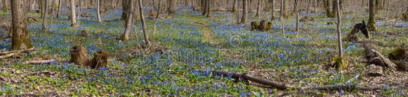 Il tappeto del fiore blu di bucaneve fiorisce nella scilla marina in anticipo di siberica di Scilla della foresta della molla -- fotografia stock libera da diritti Il tappeto del fiore blu di bucaneve fiorisce nella scilla marina in anticipo di siberica di Scilla della foresta della molla -- fotografia stock libera da diritti