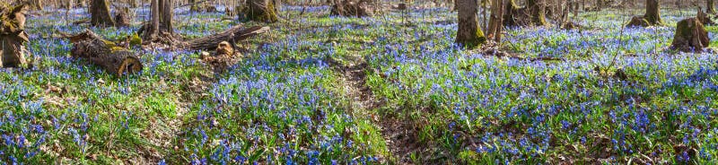 Il tappeto del fiore blu di bucaneve fiorisce nella scilla marina in anticipo di siberica di Scilla della foresta della molla -- immagini stock libere da diritti Il tappeto del fiore blu di bucaneve fiorisce nella scilla marina in anticipo di siberica di Scilla della foresta della molla -- immagini stock libere da diritti