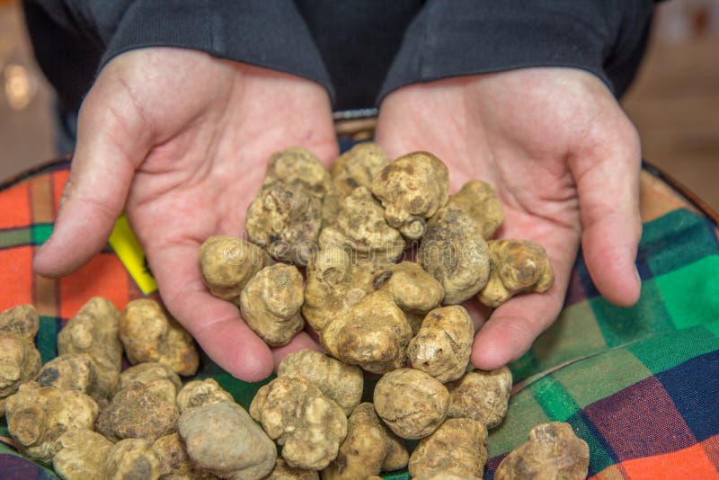 Il tartufo è il corpo fruttifero di un sotteraneo fotografia stock Il tartufo è il corpo fruttifero di un sotteraneo fotografia stock
