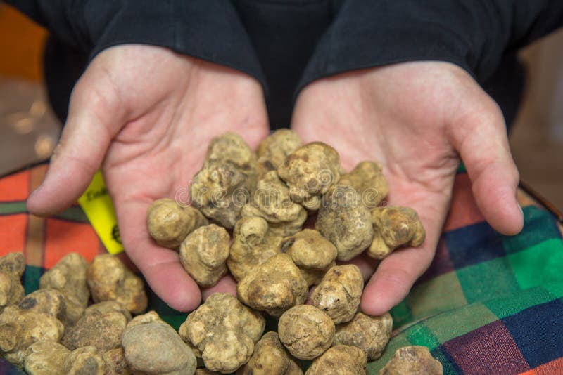 Il tartufo è il corpo fruttifero di un sotteraneo fotografia stock libera da diritti Il tartufo è il corpo fruttifero di un sotteraneo fotografia stock libera da diritti