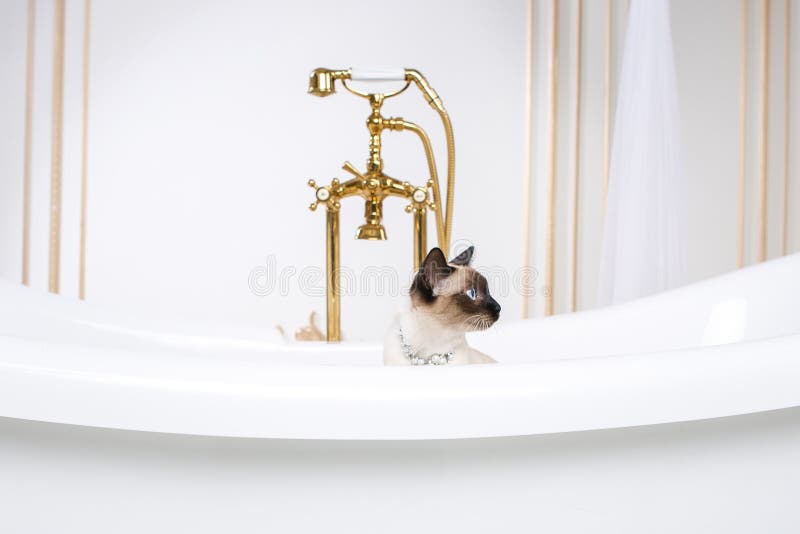 Il tema è di lusso e ricchezza Un gatto senza una coda della razza del bobtail del Mekong in un retro bagno all'interno del palazzo di Barocoo Versailles Gioielli del gioiello sul collo