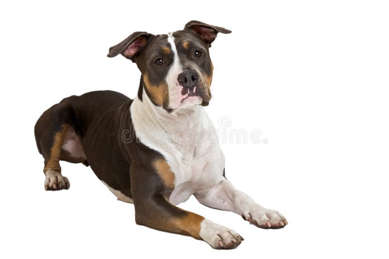 American staffordshire terrier isolated on white. American staffordshire terrier isolated on white