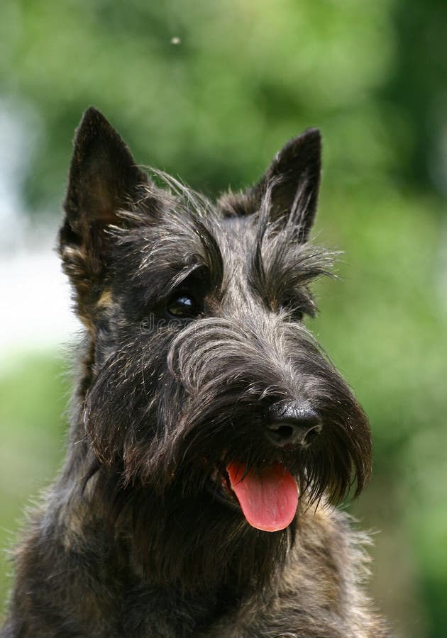 Il Terrier scozzese Il Terrier scozzese