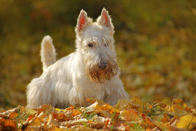 Il terrier scozzese wheaten bianco, sedentesi sulla strada della ghiaia con l'arancia va durante l'autunno, foresta gialla dell'a fotografia stock Il terrier scozzese wheaten bianco, sedentesi sulla strada della ghiaia con l'arancia va durante l'autunno, foresta gialla dell'a fotografia stock