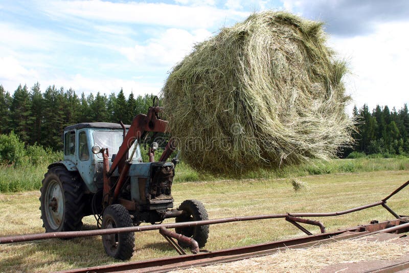 Il trattore con il carrello elevatore del secchio muove il fieno circolare della balla in rimorchio immagine stock Il trattore con il carrello elevatore del secchio muove il fieno circolare della balla in rimorchio immagine stock