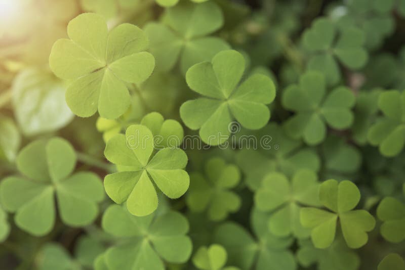 Il trifoglio verde lascia il cuore per la natura del fondo fotografia stock libera da diritti Il trifoglio verde lascia il cuore per la natura del fondo fotografia stock libera da diritti