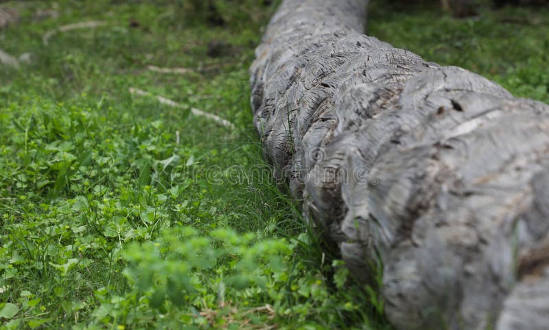 Il tronco della palma scende con le piante verdi sotto fotografia stock libera da diritti Il tronco della palma scende con le piante verdi sotto fotografia stock libera da diritti