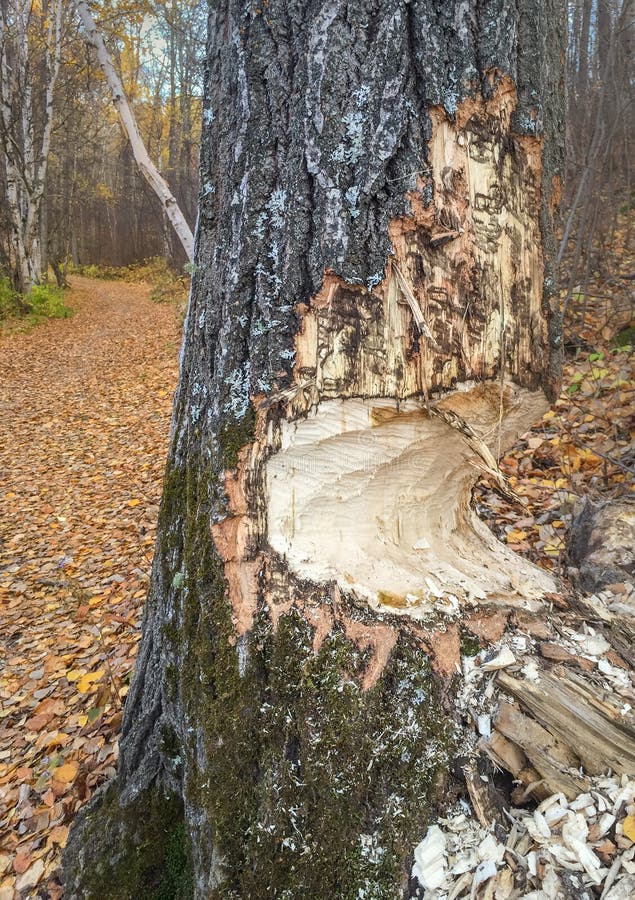 Tree trunk partially chewed through by beavers attempting to fell tree for dam building, Chickaoo Recreation Area, Parkland County, Alberta, Canada. Tree trunk partially chewed through by beavers attempting to fell tree for dam building, Chickaoo Recreation Area, Parkland County, Alberta, Canada.