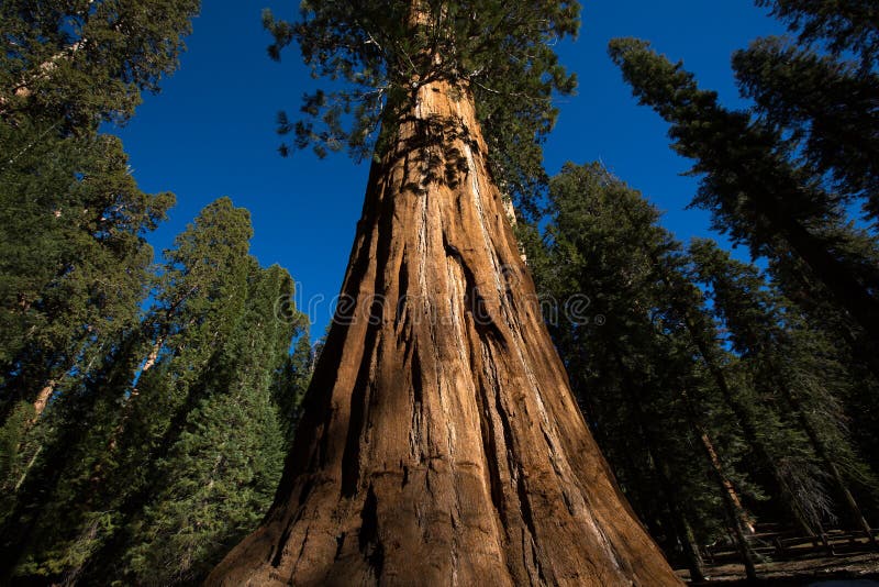 Il tronco di un albero antico di sequia in California immagine stock Il tronco di un albero antico di sequia in California immagine stock