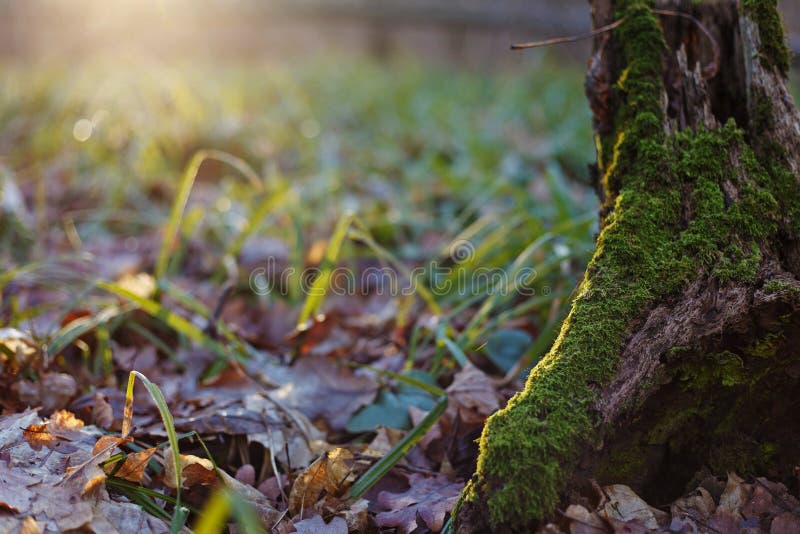 Il tronco di un albero coperto di muschio in una radura della foresta con gre immagini stock Il tronco di un albero coperto di muschio in una radura della foresta con gre immagini stock