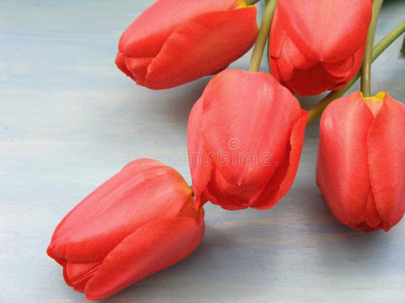 Il tulipano rosso della molla variopinta fiorisce su fondo di legno blu-chiaro con lo spazio della copia immagine stock libera da diritti Il tulipano rosso della molla variopinta fiorisce su fondo di legno blu-chiaro con lo spazio della copia immagine stock libera da diritti