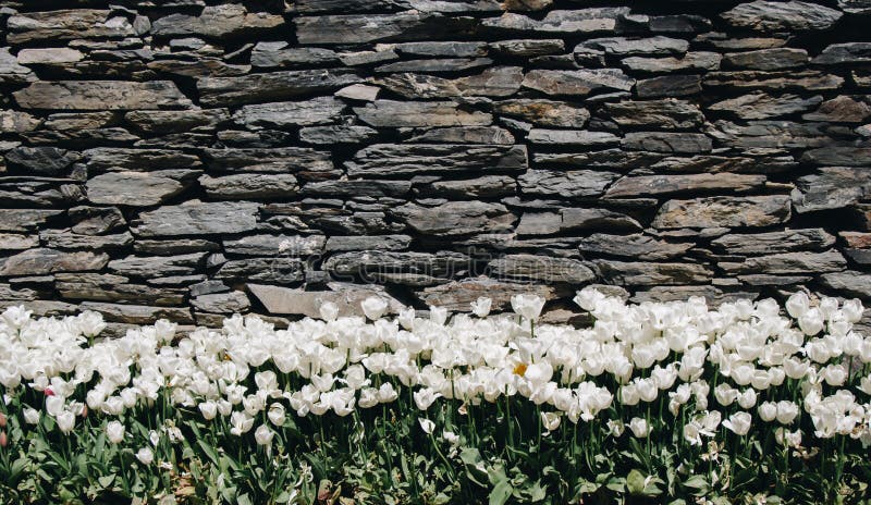 Il tulipano variopinto fiorisce la fioritura nel giardino immagini stock Il tulipano variopinto fiorisce la fioritura nel giardino immagini stock