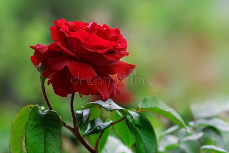 Il velluto rosso vivace è aumentato nel giardino dell'estate Sosta della sorgente immagini stock Il velluto rosso vivace è aumentato nel giardino dell'estate Sosta della sorgente immagini stock