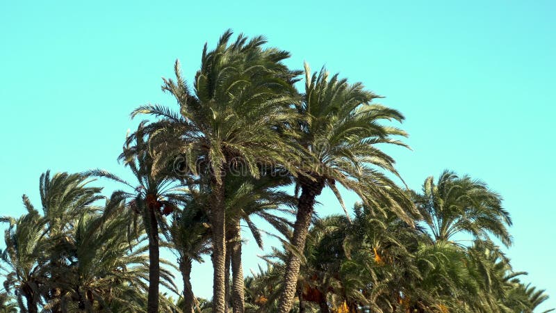 Il vento forte frena le foglie delle palme Proiettori di palme verdi Cielo blu sullo sfondo