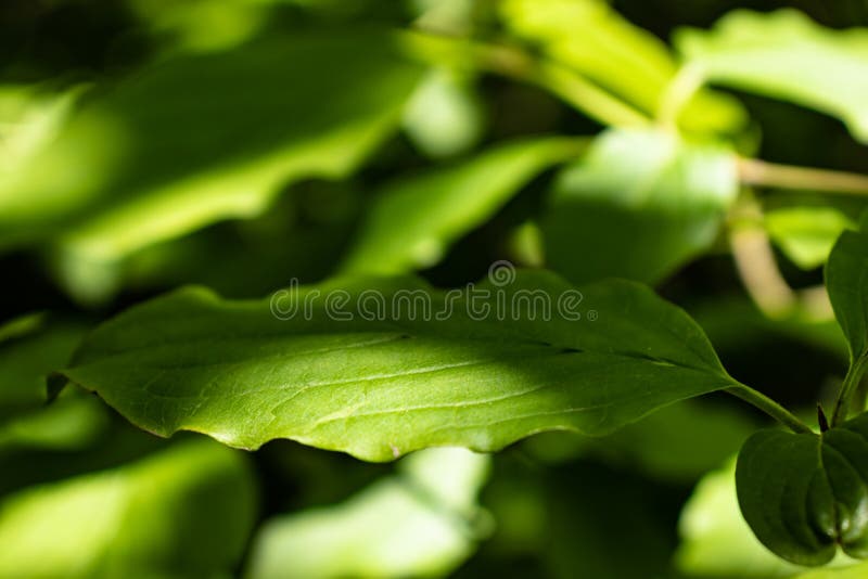 Il verde lascia la priorit? bassa fotografia stock libera da diritti Il verde lascia la priorit? bassa fotografia stock libera da diritti
