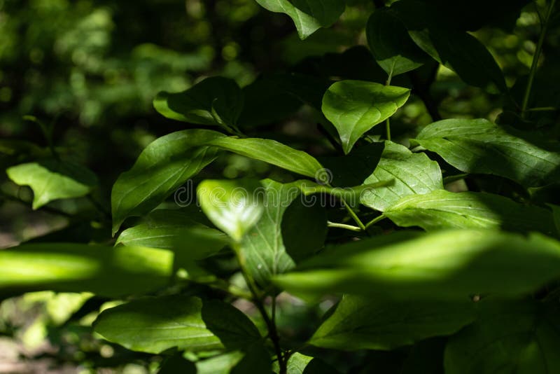 Il verde lascia la priorit? bassa fotografie stock libere da diritti Il verde lascia la priorit? bassa fotografie stock libere da diritti