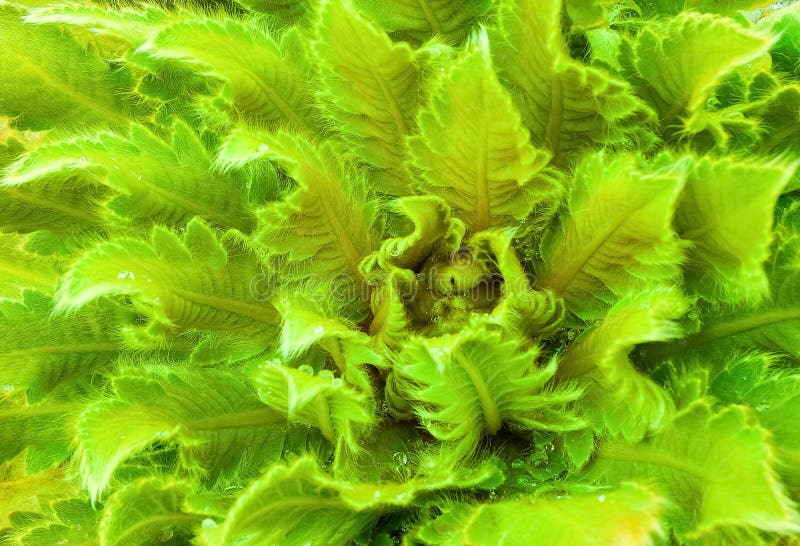 Il verde lascia la priorità bassa astratta fotografie stock libere da diritti Il verde lascia la priorità bassa astratta fotografie stock libere da diritti