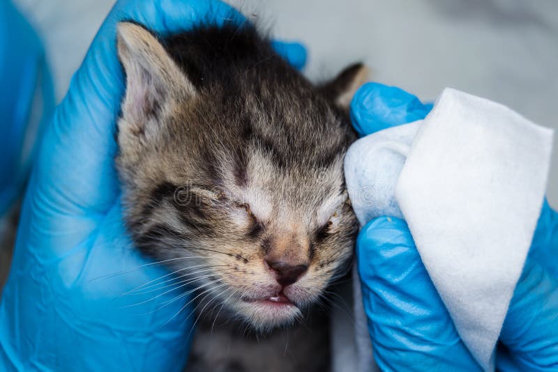 Il veterinario che pulisce i gattini ha infettato gli occhi con le strofinate speciali immagini stock libere da diritti Il veterinario che pulisce i gattini ha infettato gli occhi con le strofinate speciali immagini stock libere da diritti