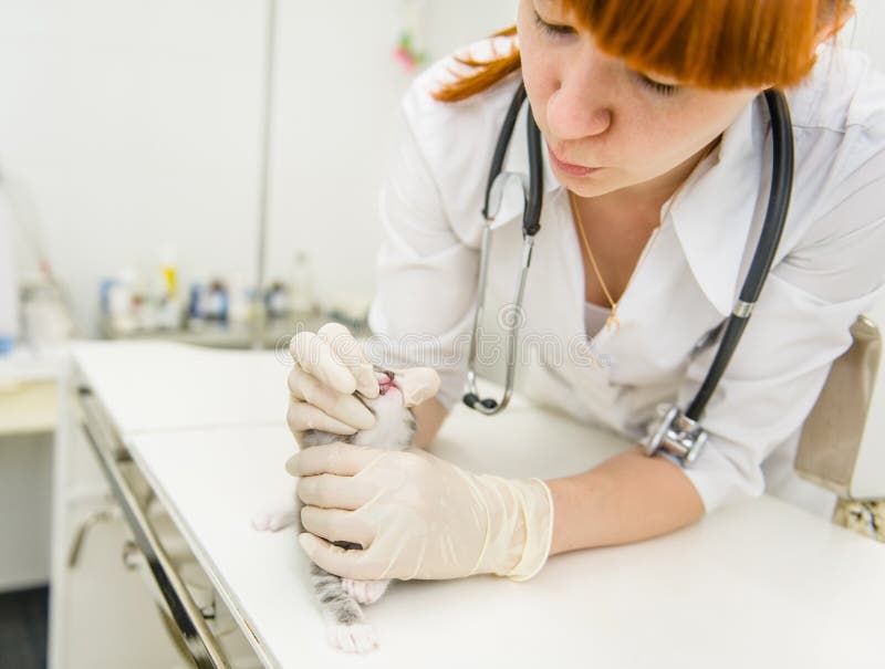 Il veterinario controlla i denti ad un gatto fotografia stock Il veterinario controlla i denti ad un gatto fotografia stock