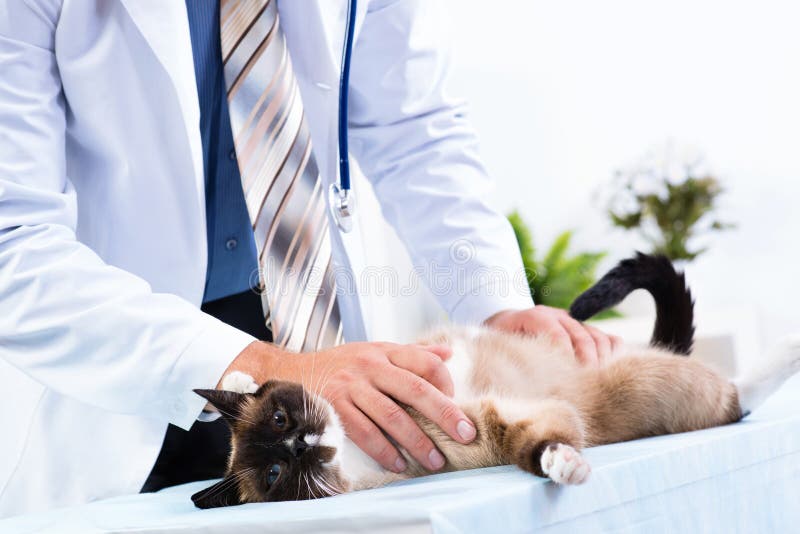 Il veterinario controlla la salute di un gatto fotografie stock Il veterinario controlla la salute di un gatto fotografie stock