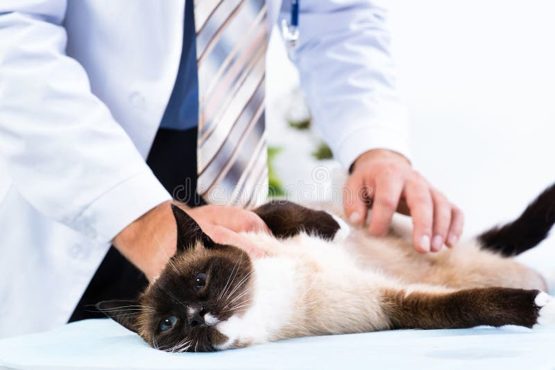 Il veterinario controlla la salute di un gatto immagini stock Il veterinario controlla la salute di un gatto immagini stock
