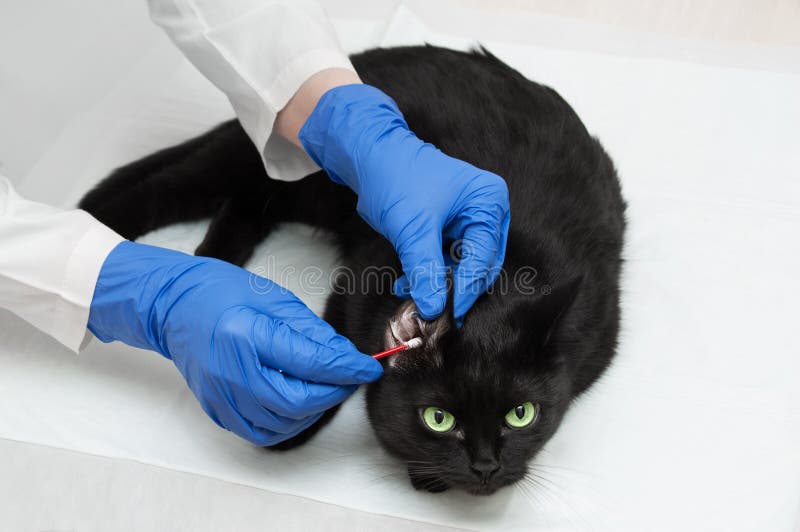Il veterinario nelle camice ed in guanti sta pulendo le orecchie di un gatto nero Primo piano fotografie stock libere da diritti Il veterinario nelle camice ed in guanti sta pulendo le orecchie di un gatto nero Primo piano fotografie stock libere da diritti