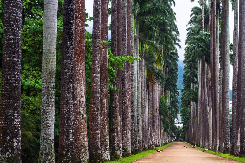 Il vicolo della palma nel giardino botanico a Rio fotografia stock libera da diritti