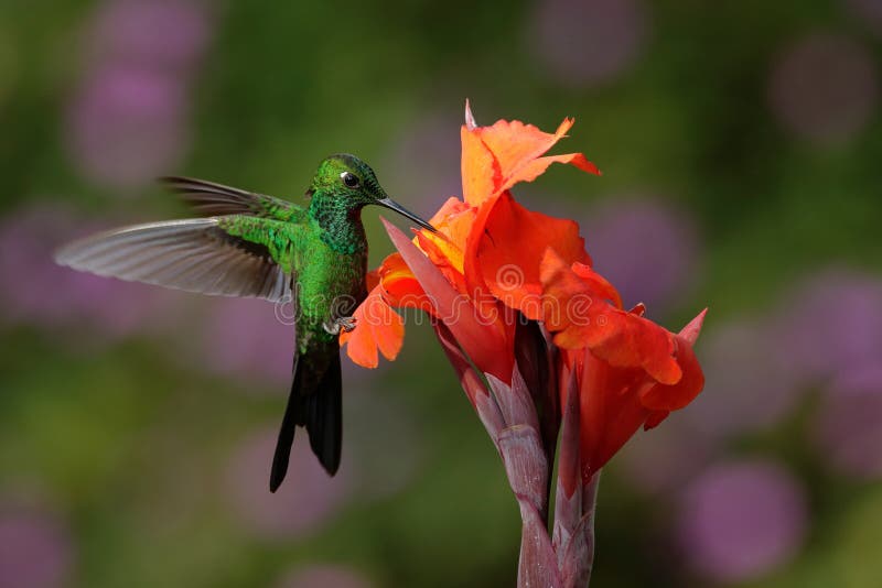il volo brillante Verde-incoronato del colibrì accanto al bello fiore arancio con il rumore metallico fiorisce nei precedenti