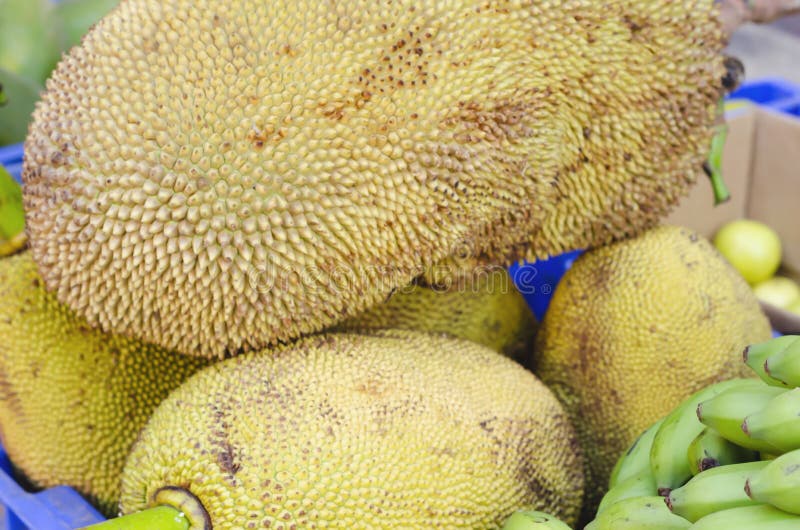 Il ³ della frutta e del pane o del vijahoÃ, l'artocarpus communis, artocarpus incisa è la frutta tropicale fotografia stock Il ³ della frutta e del pane o del vijahoÃ, l'artocarpus communis, artocarpus incisa è la frutta tropicale fotografia stock