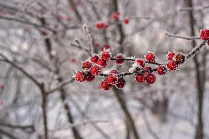 Ilex verticillata or winterberry covered with hoarfrost