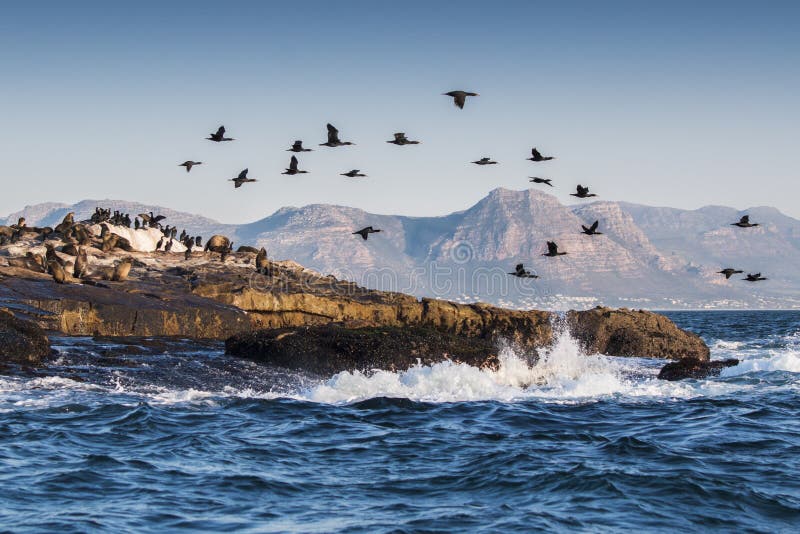 Seal Island in False Bay with seals basking in the sun and a flock of Cape Cormorants flying over, the water splashing against the rocks and mountains in the background. Seal Island in False Bay with seals basking in the sun and a flock of Cape Cormorants flying over, the water splashing against the rocks and mountains in the background.