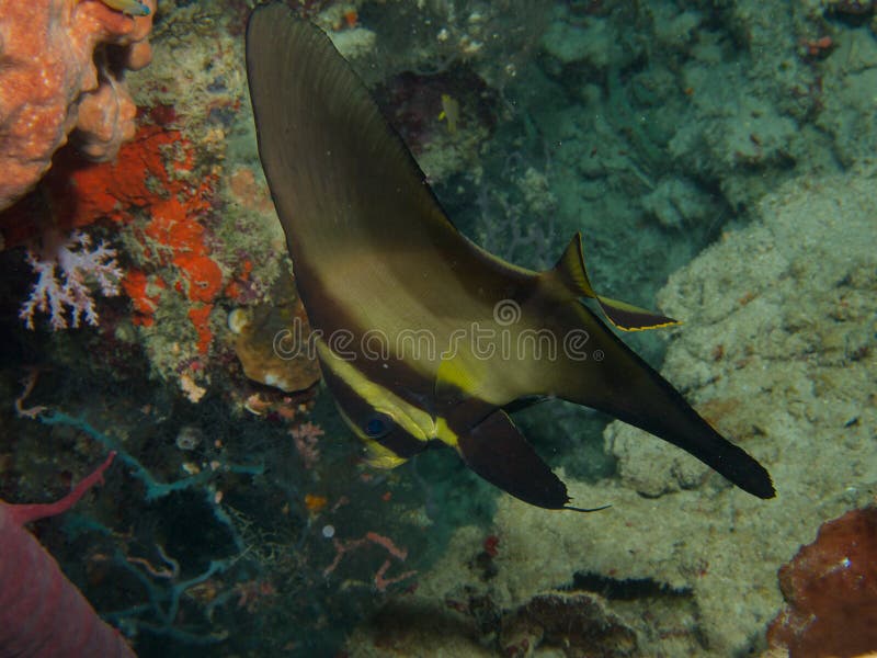 Ilha 01 de Menjangan dos peixe-espadas de Longfin foto de stock Ilha 01 de Menjangan dos peixe-espadas de Longfin foto de stock