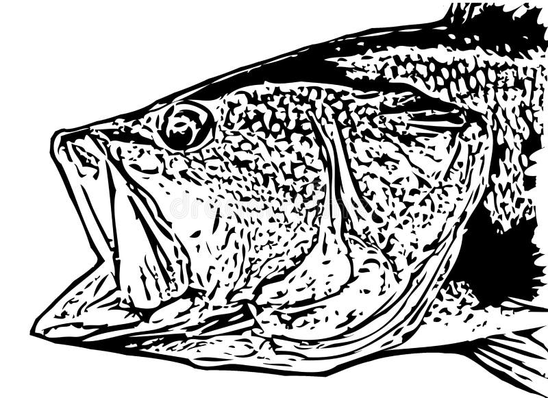 IlIlustration de la cabeza de los pescados de la perca americana en el backgorund blanco