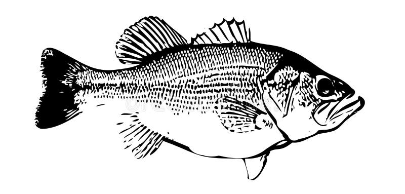 IlIlustration de los pescados de la perca americana en el backgorund blanco libre illustration IlIlustration de los pescados de la perca americana en el backgorund blanco libre illustration