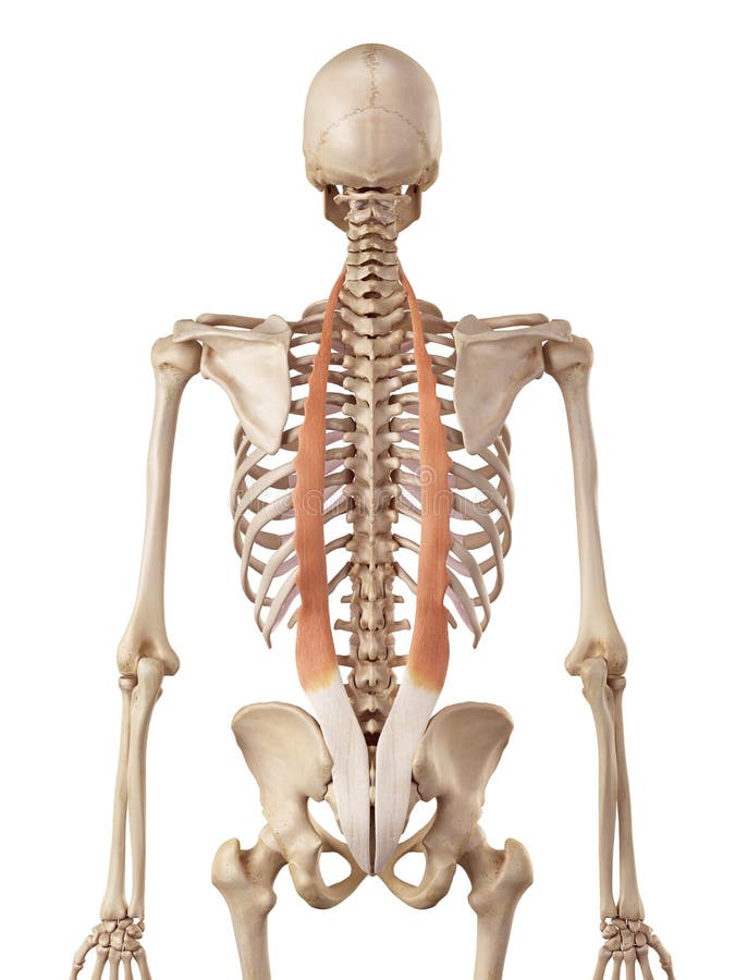 The iliocostalis vector illustration