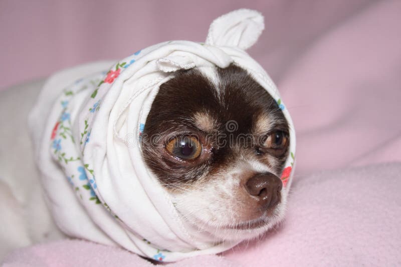 Ill chihuahua