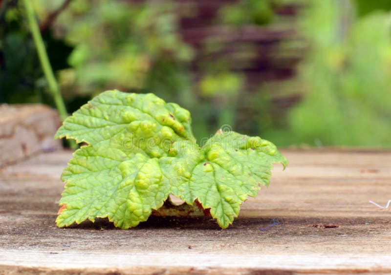 Ill currant stock photos