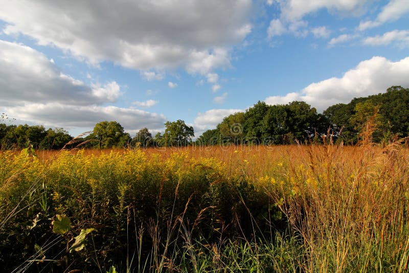 Illinois prairie stock image. Image of view, woods, route 45277297