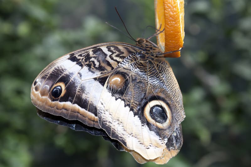 Caligo illioneus