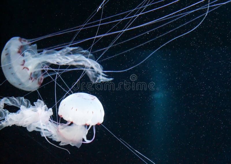Illuminated Jellyfish in the Sea Stock Photo Image of meer, water