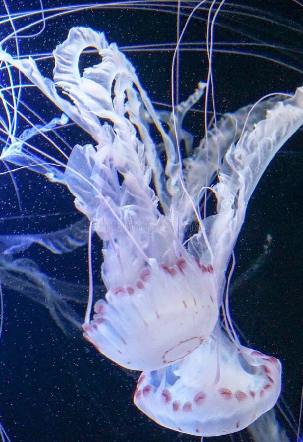 Illuminated Jellyfish in the Sea Stock Image Image of fische, felsen