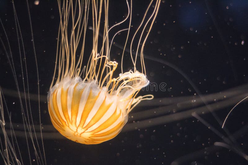 Illuminated jellyfish swimming in dark water royalty free stock photos Illuminated jellyfish swimming in dark water royalty free stock photos