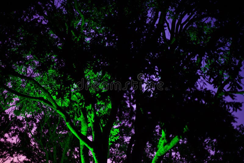 Illuminated Tree with Green Light at Dusk Stock Image Image of night, tree 117725875