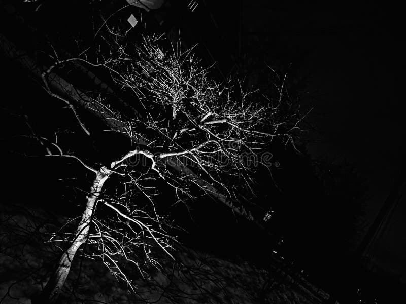 Illuminated Tree At Night Picture. Image 82996114