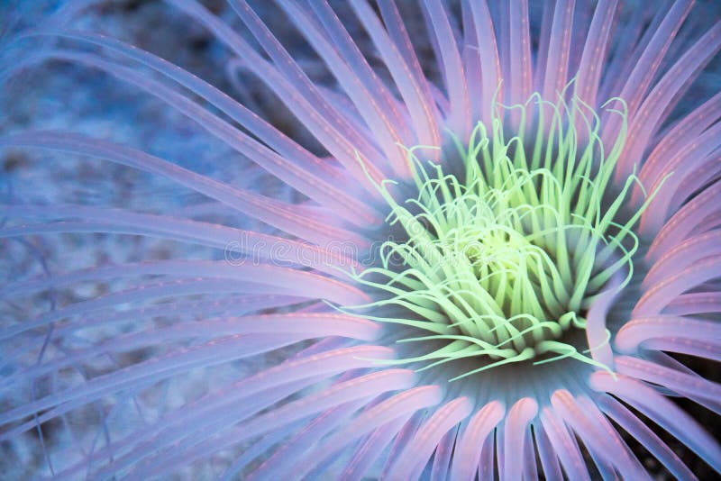 Illuminated tube sea anemone