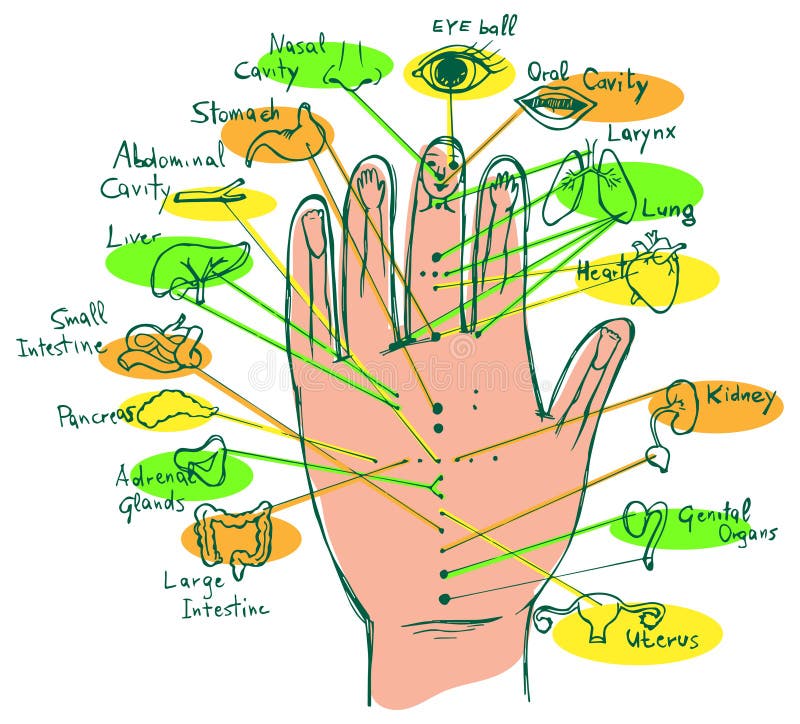 Hand Reflexology Chart Stock Illustrations 60 Hand Reflexology Chart