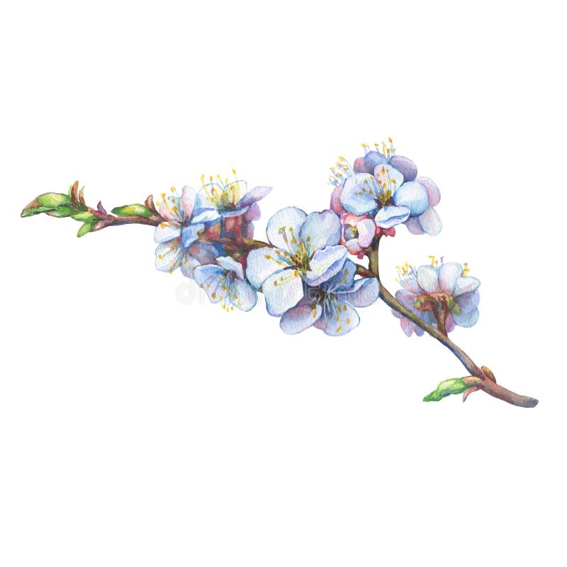 Illustratie van abrikozentak met bloemen royalty-vrije illustratie Illustratie van abrikozentak met bloemen royalty-vrije illustratie