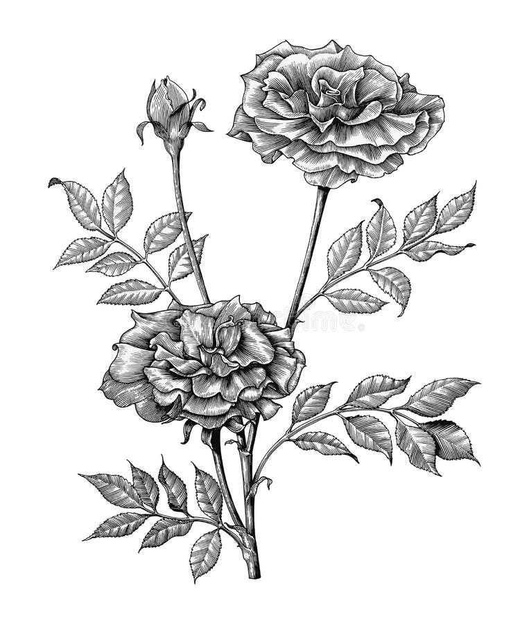 Illustratie van de de tekenings de uitstekende gravure van de rozenhand op witte backg royalty-vrije illustratie Illustratie van de de tekenings de uitstekende gravure van de rozenhand op witte backg royalty-vrije illustratie