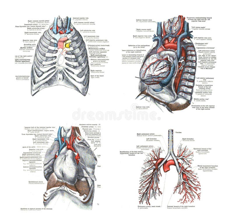 An illustration of the human respiratory system with part names on a white background. An illustration of the human respiratory system with part names on a white background